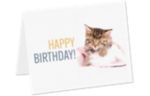 Rachael Hale A2 Folded Card Set (Pack of 10) Rachael Hale Cat